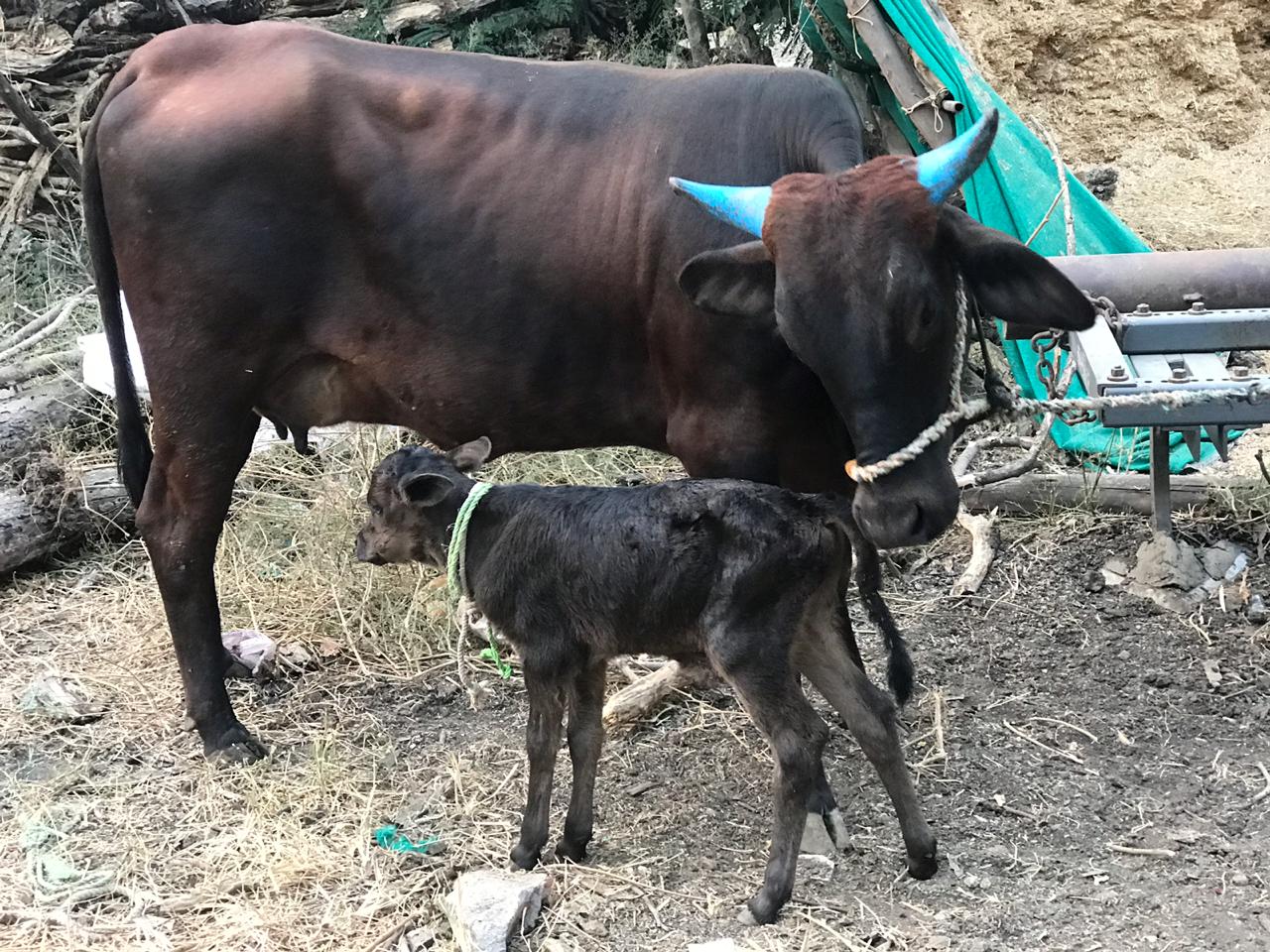 मध्य प्रदेशातील या शेतकऱ्याच्या गायीला जुळी वासरे झाल्यानंतर गावातील लोक कुतूहलाने ही वासरे पाहण्यासाठी जमा झाले होते. मध्य प्रदेशातील या शेतकऱ्याच्या गायीला जुळी वासरे झाल्यानंतर गावातील लोक कुतूहलाने ही वासरे पाहण्यासाठी जमा झाले होते.