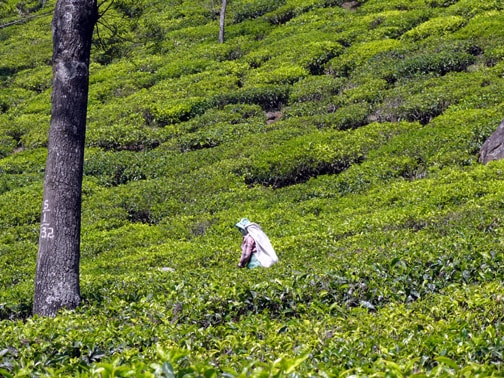 १८१९ मध्ये कोयंबतूरचे जिल्हाधिकारी जान सुलिवान यांनी उटी शहर शोधलं. उटी शहरातलं सर्वात प्रसिद्ध ठिकाण कोणतं असेल तर ते म्हणजे उटी लेक. १८१९ मध्ये कोयंबतूरचे जिल्हाधिकारी जान सुलिवान यांनी उटी शहर शोधलं. उटी शहरातलं सर्वात प्रसिद्ध ठिकाण कोणतं असेल तर ते म्हणजे उटी लेक.