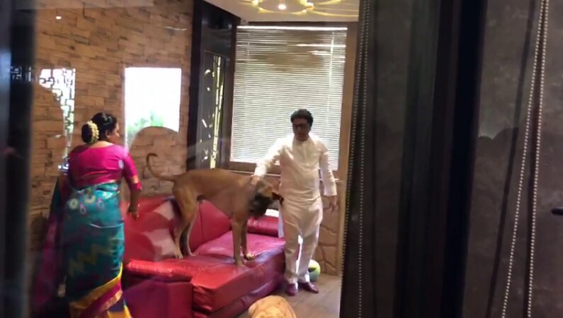 राज ठाकरेंच्या लाडक्या जेम्स आणि बाँडचं हे पिल्लू तर आहेच...मात्र वर्षभरापूर्वी मृत्यू पावलेल्या बाँड आणि रॅम्बोमध्ये खूपच साम्य आहे. राज ठाकरेंच्या लाडक्या जेम्स आणि बाँडचं हे पिल्लू तर आहेच...मात्र वर्षभरापूर्वी मृत्यू पावलेल्या बाँड आणि रॅम्बोमध्ये खूपच साम्य आहे.
