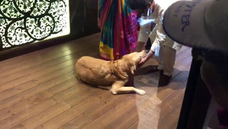 रस्त्यावरच्या कुत्र्यांसाठीही राज यांच्या गाडीत खास बिस्किटांचा डबा असतो. घरच्या सदस्यांप्रमाणेच पाळीव श्वानांचे वाढदिवसही साजरे होतात. रस्त्यावरच्या कुत्र्यांसाठीही राज यांच्या गाडीत खास बिस्किटांचा डबा असतो. घरच्या सदस्यांप्रमाणेच पाळीव श्वानांचे वाढदिवसही साजरे होतात.