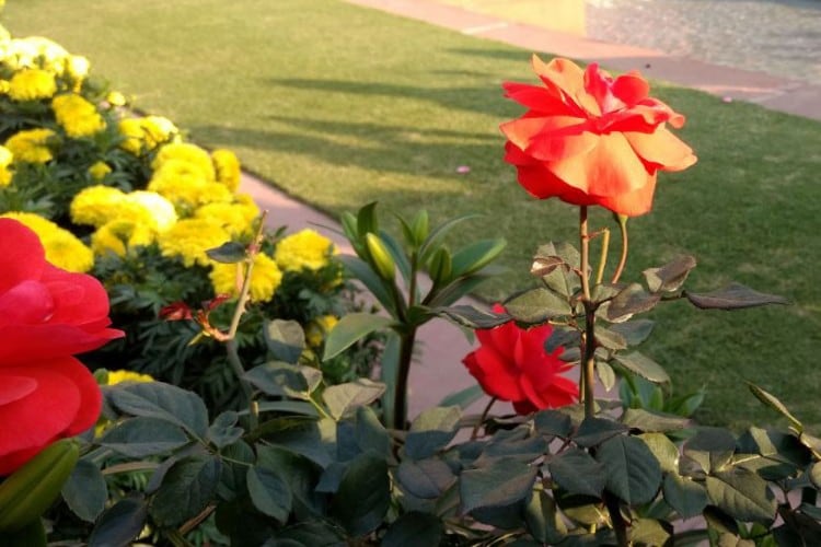 मुघल गार्डनच्या प्रवेशासाठी राष्ट्रपती भवनाचं 35 नंबरचं गेट उघडलं जातं. तिथून गार्डनमध्ये एन्ट्री केली जाते आणि तिथूनच बाहेर पडता येतं. मुघल गार्डनच्या प्रवेशासाठी राष्ट्रपती भवनाचं 35 नंबरचं गेट उघडलं जातं. तिथून गार्डनमध्ये एन्ट्री केली जाते आणि तिथूनच बाहेर पडता येतं.