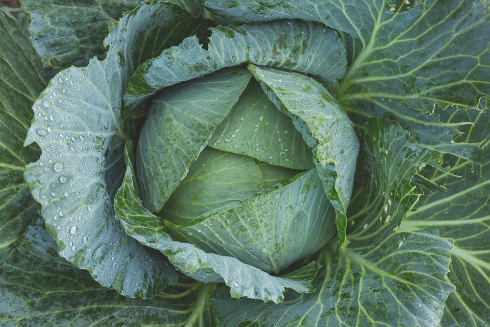 कोबीला इंग्रजीमध्ये CABBAGE म्हणतात आणि फ्लॉवरला cauliflower असं म्हणतात. पण कोबी आणि फ्लॉवर एकाच प्रजातीच्या भाज्या आहेत. कोबीतून निघणाऱ्या किड्यांना टेपवर्म (tapeworm)म्हणजेच लांब जंत असं म्हणतात. पावसाळ्यात कोबीमध्ये या किड्यांचं प्रमाण जास्त असतं. कोबीला इंग्रजीमध्ये CABBAGE म्हणतात आणि फ्लॉवरला cauliflower असं म्हणतात. पण कोबी आणि फ्लॉवर एकाच प्रजातीच्या भाज्या आहेत. कोबीतून निघणाऱ्या किड्यांना टेपवर्म (tapeworm)म्हणजेच लांब जंत असं म्हणतात. पावसाळ्यात कोबीमध्ये या किड्यांचं प्रमाण जास्त असतं.