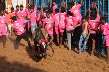 PHOTOS : जल्लीकट्टूचा थरार, बंदी उठवल्यानंतर पुन्हा जीवाशी 'खेळ'