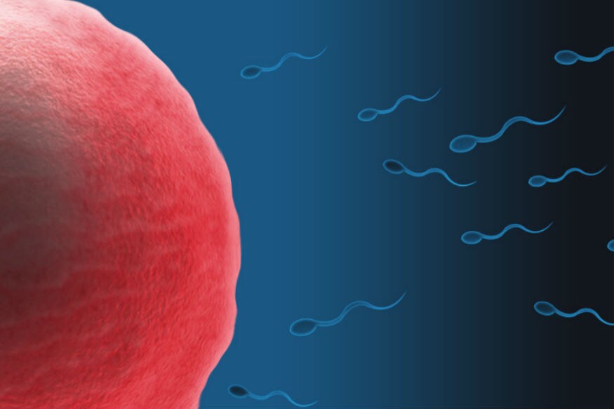 In-Vitro-Fertilization (IVF) साठीदेखील इस्लाममध्ये अनेक कायदे बनवण्यात आले आहे. नर शुक्राणु आणि मादीचे एग भविष्यात वापरण्यासाठी फ्रिजमध्ये ठेवण्यालाही इस्लाममध्ये वर्जित आहे. याचं कारण असं की, यात कोणा इतरांचे स्पर्म किंवा एग बदलले जाऊ नयेत. In-Vitro-Fertilization (IVF) साठीदेखील इस्लाममध्ये अनेक कायदे बनवण्यात आले आहे. नर शुक्राणु आणि मादीचे एग भविष्यात वापरण्यासाठी फ्रिजमध्ये ठेवण्यालाही इस्लाममध्ये वर्जित आहे. याचं कारण असं की, यात कोणा इतरांचे स्पर्म किंवा एग बदलले जाऊ नयेत.