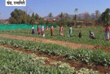 Special Report : कृषी विभागाचा 'हा' पर्याय खरंच थांबवेल का कोकणातील तरूणांचं स्थलांतर?