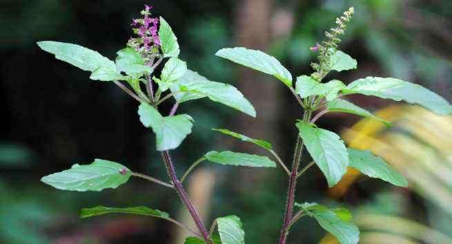 तुळस - तुळशीत अँटिऑक्सिडंट भरपूर प्रमाणात असतात. त्यामुळे तुळशीची पानं टाकलेला चहा प्या. यामुळे अस्थमा असलेल्या रुग्णांमध्ये अटॅकची शक्यता कमी होते. शिवाय तुळस रोगप्रतिकारक प्रणालीही मजबूत करते. तुळस - तुळशीत अँटिऑक्सिडंट भरपूर प्रमाणात असतात. त्यामुळे तुळशीची पानं टाकलेला चहा प्या. यामुळे अस्थमा असलेल्या रुग्णांमध्ये अटॅकची शक्यता कमी होते. शिवाय तुळस रोगप्रतिकारक प्रणालीही मजबूत करते.