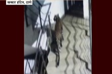VIDEO: ठाण्यात मॉलमधून हॉटेलमध्ये शिरला बिबट्या, समोरच आहे शाळा