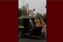 नेटकऱ्यांनी ट्रोल केला स्टंट करणाऱ्या कुत्र्याचा VIDEO 