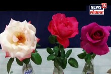 VIDEO : मन प्रसन्न करणारं 'हे' गुलाब प्रदर्शन एकदा पहाच