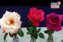 VIDEO : मन प्रसन्न करणारं 'हे' गुलाब प्रदर्शन एकदा पहाच VIDEO : मन प्रसन्न करणारं 'हे' गुलाब प्रदर्शन एकदा पहाच