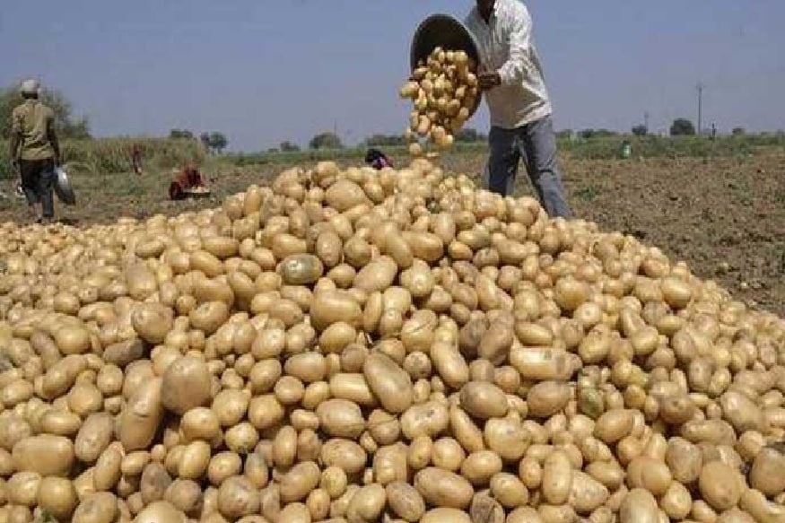 VIDEO: अतिरिक्त उत्पादनामुळे बटाटा कोसळला agriculture news, potato, tomato, shugar