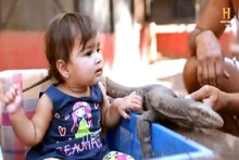 WorldWilflifeDay : वाघ, हरीण, साळिंदर यांना असं एकत्र खेळताना कधी पाहिलंय का? यांच्या कुटुंबात आहेत हे सगळे सदस्य