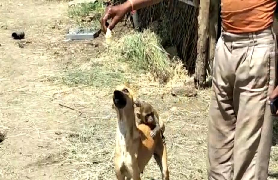 तिथल्या ग्रामस्थांच्या सांगण्यानुसार दोन महिन्याआधी हे माकडाचं पिल्लू अपघाताने आपल्या आईपासून विभक्त झालं होतं. तेव्हापासून हीच श्वान त्या पिल्लाचा सांभाळ करत आहे. तिथल्या ग्रामस्थांच्या सांगण्यानुसार दोन महिन्याआधी हे माकडाचं पिल्लू अपघाताने आपल्या आईपासून विभक्त झालं होतं. तेव्हापासून हीच श्वान त्या पिल्लाचा सांभाळ करत आहे.