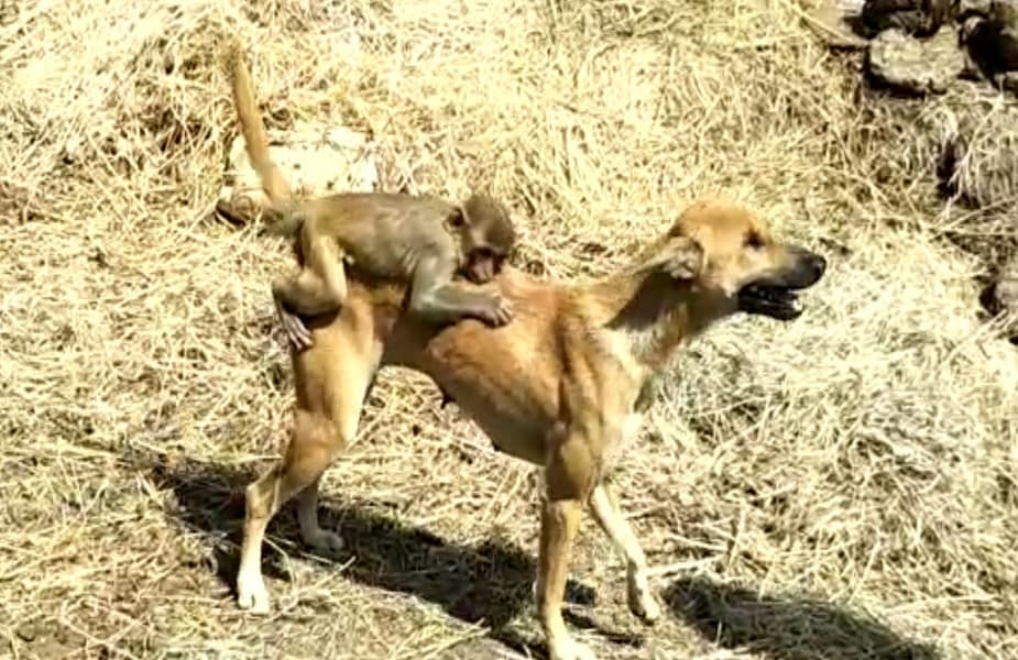 माणूस असो वा प्राणी आईचं प्रेम हे सगळीकडे सारखंचं असतं. मध्यप्रदेशातील कांसखेडी गावात चक्क श्वान आईच्या मायेने एका माकडाच्या पिल्लाला जवळ करून त्याचा सांभाळ करत आहे. माणूस असो वा प्राणी आईचं प्रेम हे सगळीकडे सारखंचं असतं. मध्यप्रदेशातील कांसखेडी गावात चक्क श्वान आईच्या मायेने एका माकडाच्या पिल्लाला जवळ करून त्याचा सांभाळ करत आहे.