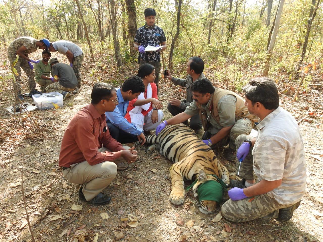 चंद्रपूर जिल्हयात ब्रह्मपुरी वनविभागात वाढत्या वाघांच्या हल्ल्यावर नियंत्रण मिळविण्यासाठी त्यांना 'रेडिओ कॉलर आयडी' लावण्यात आले आहेत. त्याचे काही फोटो आमच्या हाती लागले आहेत. चंद्रपूर जिल्हयात ब्रह्मपुरी वनविभागात वाढत्या वाघांच्या हल्ल्यावर नियंत्रण मिळविण्यासाठी त्यांना 'रेडिओ कॉलर आयडी' लावण्यात आले आहेत. त्याचे काही फोटो आमच्या हाती लागले आहेत.