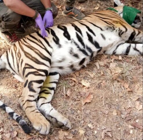 ‘पूर्व विदर्भातील व्याघ्र प्रदेशात वाघांच्या स्थालांतरणाचा अभ्यास’ या संशोधन प्रकल्पांतर्गत ब्रह्मपुरी वनविभागातील उत्तर ब्रह्मपुरी उपक्षेत्रातील नवेगाव उपक्षेत्र परिसरात वास्तव्यास असलेल्या टी-४९ च्या तीन मादी बछड्यांना ‘रेडियो कॉलर आयडी’ लावण्यात आले आहे. ‘पूर्व विदर्भातील व्याघ्र प्रदेशात वाघांच्या स्थालांतरणाचा अभ्यास’ या संशोधन प्रकल्पांतर्गत ब्रह्मपुरी वनविभागातील उत्तर ब्रह्मपुरी उपक्षेत्रातील नवेगाव उपक्षेत्र परिसरात वास्तव्यास असलेल्या टी-४९ च्या तीन मादी बछड्यांना ‘रेडियो कॉलर आयडी’ लावण्यात आले आहे.