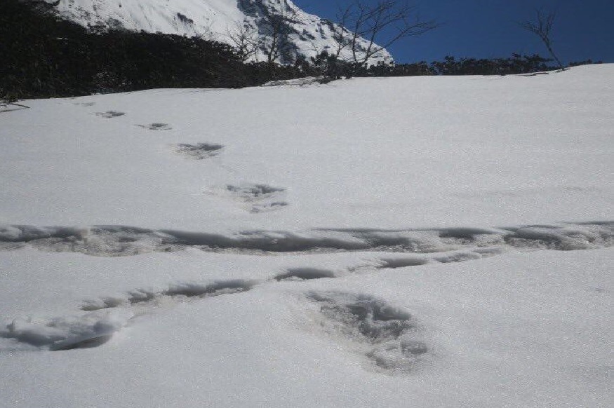 हिममानवाच्या आतापर्यंत आपण अनेक कथा ऐकल्या आहेत. मात्र हिममानव असल्याचं कुणीही पाहिलं नाही. परंतु गेल्या काही दिवसांपासून हिममानवाच्या चर्चा कानावर ऐकू येत आहेत. पण खरंच हिममानव अस्तित्वात आहे का? हिममानवाच्या आतापर्यंत आपण अनेक कथा ऐकल्या आहेत. मात्र हिममानव असल्याचं कुणीही पाहिलं नाही. परंतु गेल्या काही दिवसांपासून हिममानवाच्या चर्चा कानावर ऐकू येत आहेत. पण खरंच हिममानव अस्तित्वात आहे का?