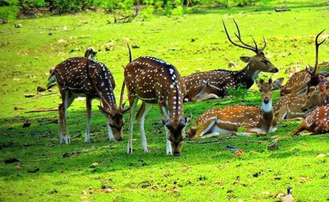 उन्हाळ्याच्या सुट्ट्यांमध्ये मुलांना फिरायला कुठे घेऊन जायचं हा प्रश्न असतो. मुलांचा आणि वन्य प्रेमींचा ओढा कायम प्राणी पक्ष्यांकडे असतो. यंदाच्या सुट्टीत तुम्ही मुलांसोबत अभयारण्याची सफर करायला जाऊ शकता. आपल्या महाराष्ट्रातच खूप सुंदर अशा प्रकारचे अभयारण्य आहेत. त्यातील या निवडक 10 अभयारण्यांची सफर तर तुम्ही नक्कीच करायला हवी. उन्हाळ्याच्या सुट्ट्यांमध्ये मुलांना फिरायला कुठे घेऊन जायचं हा प्रश्न असतो. मुलांचा आणि वन्य प्रेमींचा ओढा कायम प्राणी पक्ष्यांकडे असतो. यंदाच्या सुट्टीत तुम्ही मुलांसोबत अभयारण्याची सफर करायला जाऊ शकता. आपल्या महाराष्ट्रातच खूप सुंदर अशा प्रकारचे अभयारण्य आहेत. त्यातील या निवडक 10 अभयारण्यांची सफर तर तुम्ही नक्कीच करायला हवी.