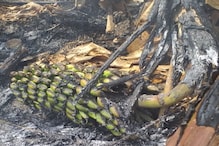 केळी बाग जळून खाक, तुळजापूर तालुक्यात शेतकऱ्याचे लाखोंचे नुकसान