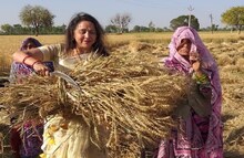 'बसंती' पोहोचली शेतात, प्रचाराच्या हंगामात मतांसाठी कापणी