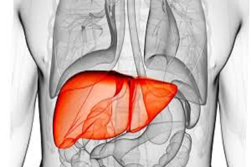 19 एप्रिल हा दिवस दरवर्षी World Liver Day म्हणून साजरा केला जातो. यानिमित्ताने लिव्हर सशक्त आणि तंदुरुस्त कसं राहील याची आपण काळजी घ्यायला हवी. 19 एप्रिल हा दिवस दरवर्षी World Liver Day म्हणून साजरा केला जातो. यानिमित्ताने लिव्हर सशक्त आणि तंदुरुस्त कसं राहील याची आपण काळजी घ्यायला हवी.