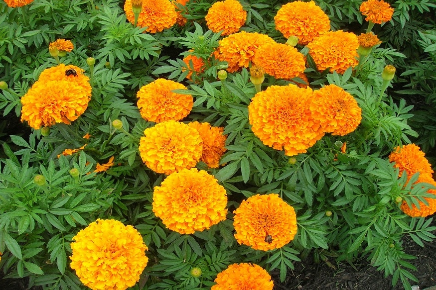झेंडूच्या फूलांचा वासामुळे डांस दूर पळतात. अंगणाल्या बागेत किंवा घरातील कुंडीत झेंडूची झाडं लावली तर घराची शोभा तर वाढतेच शिवाय डासांचं त्रास कमी होतो. झेंडूच्या फूलांचा वासामुळे डांस दूर पळतात. अंगणाल्या बागेत किंवा घरातील कुंडीत झेंडूची झाडं लावली तर घराची शोभा तर वाढतेच शिवाय डासांचं त्रास कमी होतो.