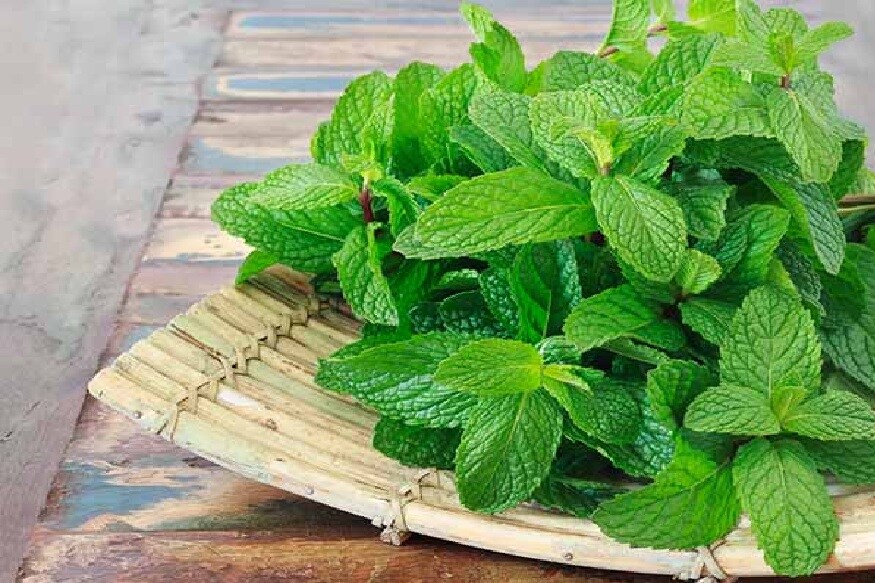 पुदिन्याचा उग्र गंधामुळेही डास दूर पळतात. रात्री झोपण्याआधी हाता-पायांना 1-2 पुदिन्याची पानं चोळावी. ज्यामुळे रात्रभर तुमच्याजवळ डास फिरकत नाही. पुदिन्याचा उग्र गंधामुळेही डास दूर पळतात. रात्री झोपण्याआधी हाता-पायांना 1-2 पुदिन्याची पानं चोळावी. ज्यामुळे रात्रभर तुमच्याजवळ डास फिरकत नाही.