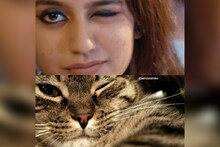 International Cat Day  फिल्मस्टार्सची नक्कल करणाऱ्या या कॉपी CAT पाहिल्यात?