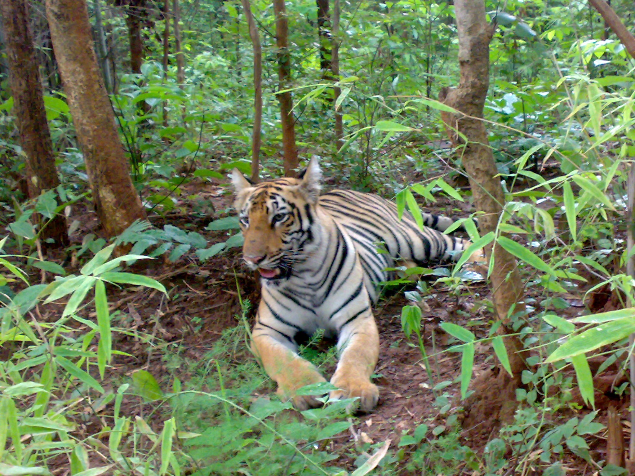 चंद्रपूर- ताडोबा अभयारण्यातील आकर्षणाचा केंद्रबिंदू म्हणजे अंधारी व्याघ्र प्रकल्प. ताडोबा अभयारण्यात सर्व प्रकारचे प्राणी पहायला मिळतात मात्र सर्वात महत्त्वाचं म्हणजे पिंजऱ्यात न ठेवलेले वाघ या अंधारी व्याघ्र प्रकल्पात पहायला मिळतात. इथे सफारीसाठी मोकळ्या जीपची सुविधाही आहे. चंद्रपूर- ताडोबा अभयारण्यातील आकर्षणाचा केंद्रबिंदू म्हणजे अंधारी व्याघ्र प्रकल्प. ताडोबा अभयारण्यात सर्व प्रकारचे प्राणी पहायला मिळतात मात्र सर्वात महत्त्वाचं म्हणजे पिंजऱ्यात न ठेवलेले वाघ या अंधारी व्याघ्र प्रकल्पात पहायला मिळतात. इथे सफारीसाठी मोकळ्या जीपची सुविधाही आहे.