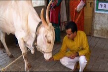 SPECIAL REPORT : 'या' उमेदवाराचा अजेंडाच आहे गाय! SPECIAL REPORT : 'या' उमेदवाराचा अजेंडाच आहे गाय!