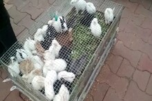 VIDEO : मुक्या जिवांचा रेल्वेतून जीवघेणा प्रवास, शंभर दगावले