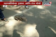 VIDEO : संतप्त पुणेकरांचं अजब आंदोलन, महापालिकेवर नेला डुक्कर मोर्चा