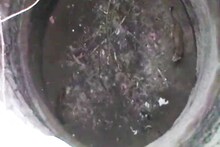 शिकारी आणि शिकार एकाच विहिरीत रात्रभर मुक्कामी, VIDEO व्हायरल