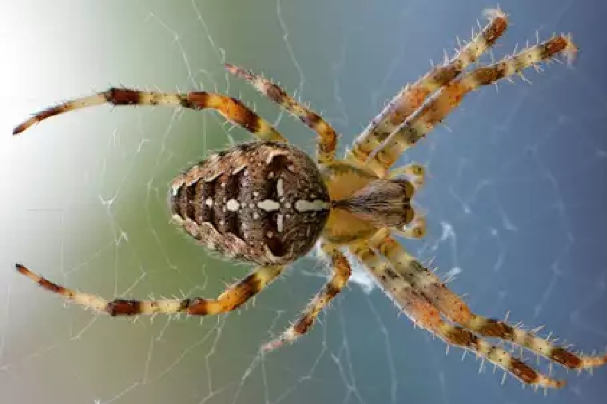 अरेच्चा! फक्त कोळी दिसला आणि संपूर्ण कुटुंब घरच सोडून गेलं