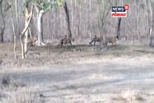 VIDEO: पाणवठ्यावर एकाच वेळी 5 वाघांचं दर्शन VIDEO: पाणवठ्यावर एकाच वेळी 5 वाघांचं दर्शन
