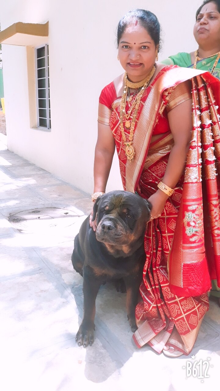 धनकवडीमधील राजमुद्रा सोसायटीमध्ये राहणारे नाना जाधव यांनी जागरण गोंधळाचा कार्यक्रम ठेवला होता. भोर तालुक्यातील आपल्या जांभळी गावी पाळीव कुत्र्यासाठी त्यांनी हा कार्यक्रम ठेवला होता. धनकवडीमधील राजमुद्रा सोसायटीमध्ये राहणारे नाना जाधव यांनी जागरण गोंधळाचा कार्यक्रम ठेवला होता. भोर तालुक्यातील आपल्या जांभळी गावी पाळीव कुत्र्यासाठी त्यांनी हा कार्यक्रम ठेवला होता.