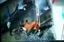 रस्त्यावर दिसला, शिंगावर घेतला ; भडकलेल्या बैलाचा VIDEO व्हायरल
