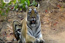 VIDEO : 'लारा'चा दरारा,  3 बछड्यांसह'लारा'चा दरारा,  3 बछड्यां अडवला अवघा रस्ता!