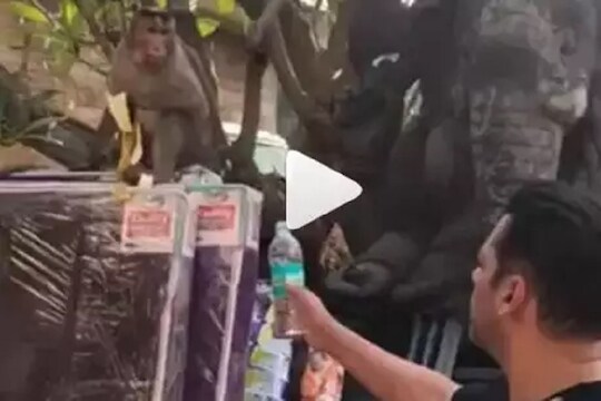 VIDEO VIRAL सलमान खानने तहानलेल्या माकडाला पाजलं पाणी, पण... Salman Khan |