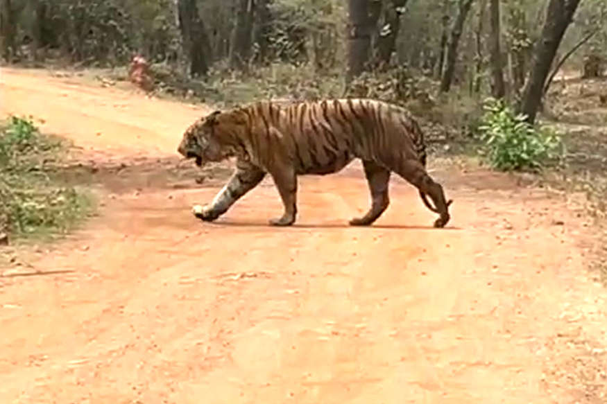 अरे देवा! प्रेयसीचा शोध घेण्यासाठी 2000 किलोमीटर वाघाची पायपीट