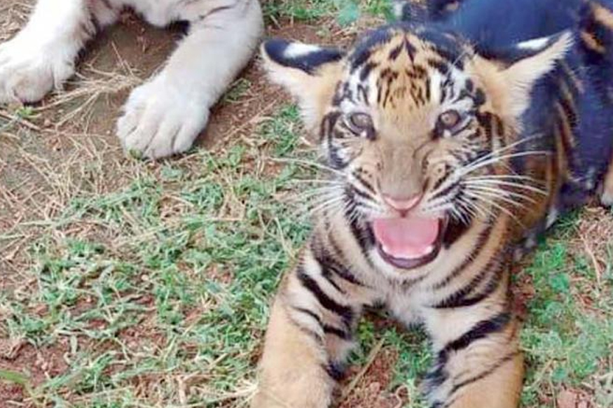 ताडोबामध्ये 4 बछड्यांच्या डौलदार लीला, VIDEO व्हायरल