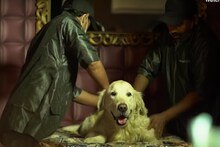 OMG VIDEO : तुमच्या लाडक्या कुत्र्यांसाठी हे आहे फाइव्ह स्टार हॉटेल!