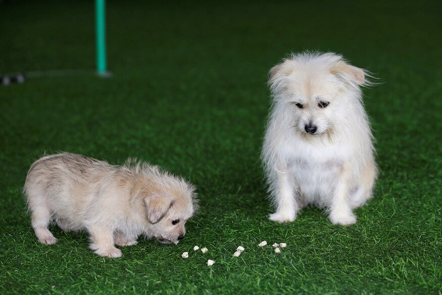या संशोधनानुसार काही युनिव्हर्सिटी ‘Pet Your Stress Away’ असा एक प्रोग्राम विद्यार्थ्यासाठी ठेवण्यात आला. त्यामध्ये विद्यार्थ्यांना पाळीव प्राण्याशी जसे की, मांजर, कुत्रा यांच्यासोबत काही वेळ घालवण्यास सांगितलं गेलं. या संशोधनानुसार काही युनिव्हर्सिटी ‘Pet Your Stress Away’ असा एक प्रोग्राम विद्यार्थ्यासाठी ठेवण्यात आला. त्यामध्ये विद्यार्थ्यांना पाळीव प्राण्याशी जसे की, मांजर, कुत्रा यांच्यासोबत काही वेळ घालवण्यास सांगितलं गेलं.