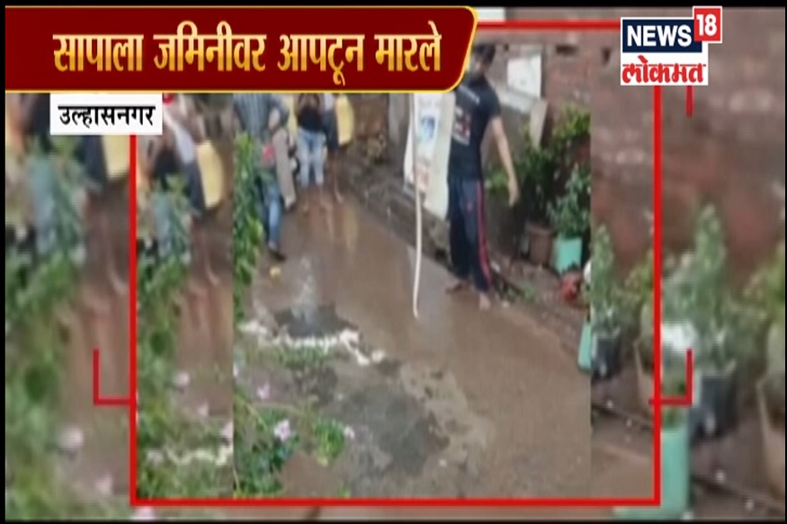 VIRAL FACT : यानं सापाला आपटून-आपटून मारलं, हे आहे वास्तव