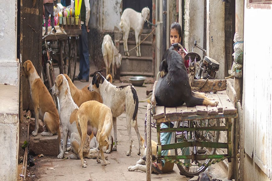 शहरांतल्या अनेक भागांमध्ये कुत्र्यांची संख्या कमी झाल्याचं अनेकदा दिसून आलंय. भटक्या कुत्र्यांची संख्या वाढल्याने लोकांच्याही तक्रारी असतात. त्यातूनच त्यांना कुत्र्यांना हटविण्याची मागणी केली जाते. शहरांतल्या अनेक भागांमध्ये कुत्र्यांची संख्या कमी झाल्याचं अनेकदा दिसून आलंय. भटक्या कुत्र्यांची संख्या वाढल्याने लोकांच्याही तक्रारी असतात. त्यातूनच त्यांना कुत्र्यांना हटविण्याची मागणी केली जाते.
