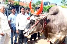 SPECIAL REPORT : सांगलीच्या गज्याने मालकाला केलं कर्जातून मुक्त!