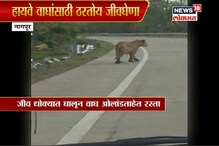VIDEO: नागपूर-जबलपूर महामार्ग ठरतोय वन्य प्राण्यांसाठी जीवघेणा VIDEO: नागपूर-जबलपूर महामार्ग ठरतोय वन्य प्राण्यांसाठी जीवघेणा