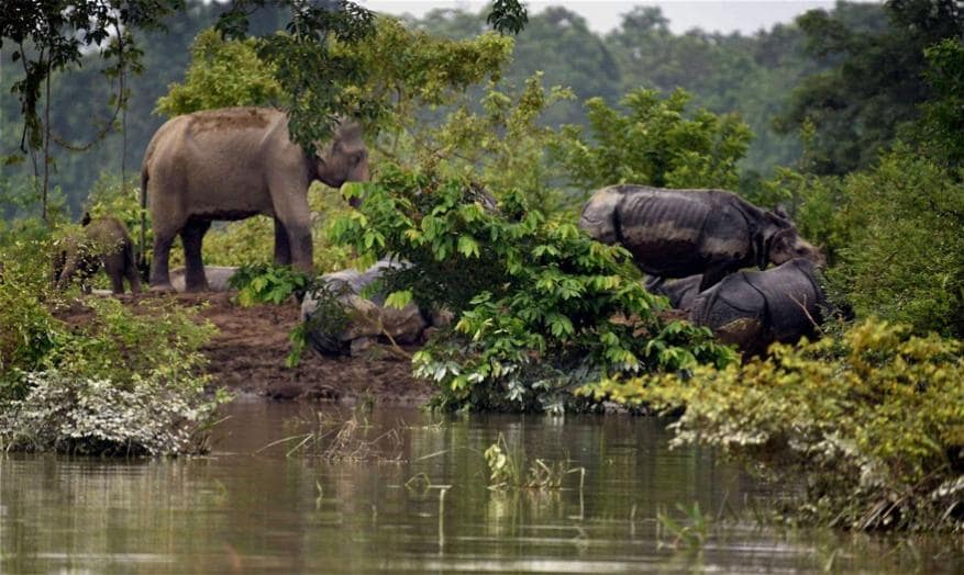 काझीरंगामधले एकशिंगी गेंडे आणि बाकीचे वन्यप्राणीही पुरापासून बचाव करण्यासाठी उंचावरच्या ठिकाणी गेले आहेत. काझीरंगामधले एकशिंगी गेंडे आणि बाकीचे वन्यप्राणीही पुरापासून बचाव करण्यासाठी उंचावरच्या ठिकाणी गेले आहेत.