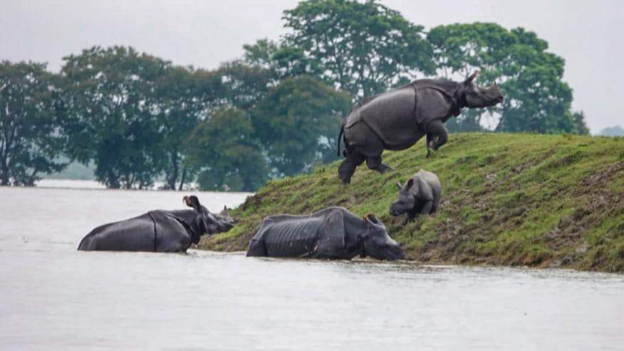 काझीरंगामधले एकशिंगी गेंडे आणि बाकीचे वन्यप्राणीही पुरापासून बचाव करण्यासाठी उंचावरच्या ठिकाणी गेले आहेत. काझीरंगामधले एकशिंगी गेंडे आणि बाकीचे वन्यप्राणीही पुरापासून बचाव करण्यासाठी उंचावरच्या ठिकाणी गेले आहेत.