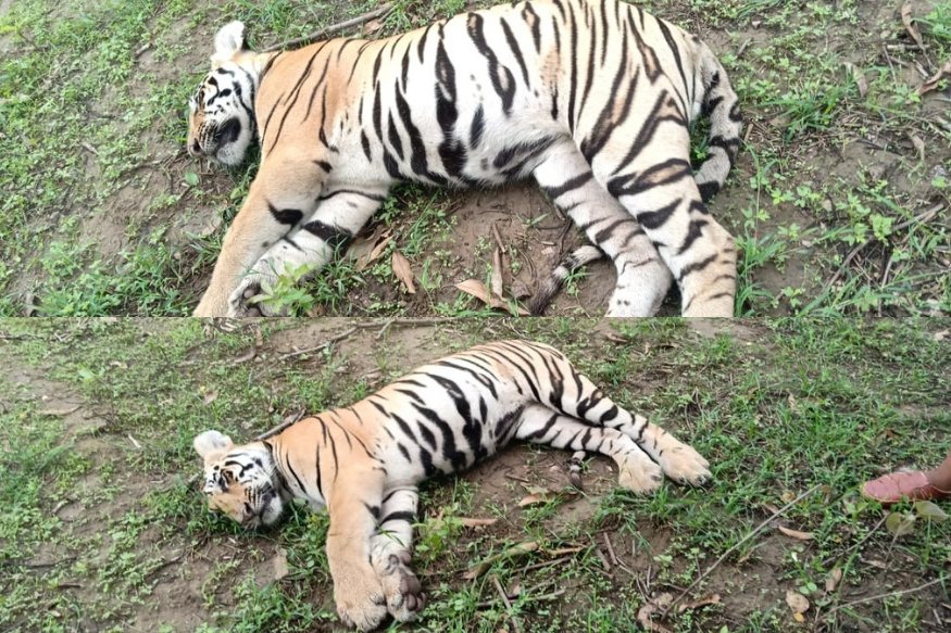 चंद्रपूर जिल्ह्यात वाघीण आणि 2 बछड्यांचा मृत्यू, विष दिल्याचा संशय